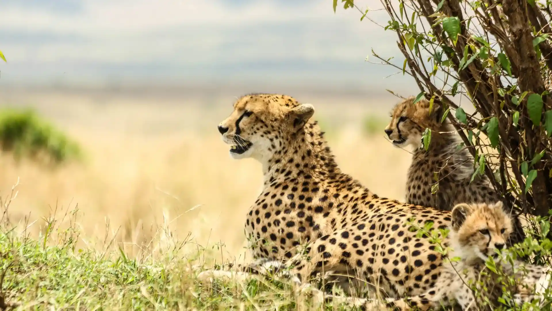 Tanzania Wildlife Safari Packages